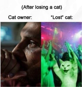 Stupid Bar Memes cingspartying