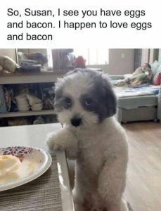 Stupid Bar Memes dogsssbaconseggs