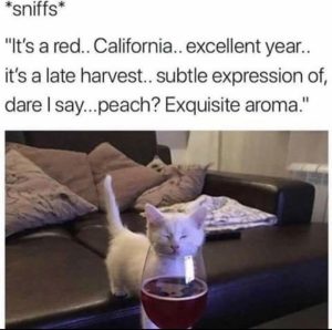 Stupid Bar Memes e8730d5bb9d95