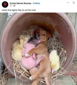 Stupid Bar Memes fbswhensonsclubsdog