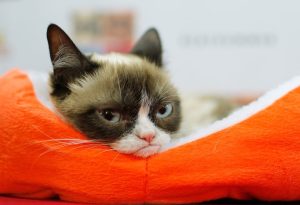 Stupid Bar Memes grumpy343cat