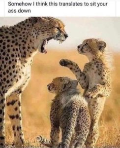 Stupid Bar Memes leoparessitsyoursa