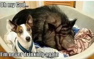 Stupid Bar Memes 837d648d7712