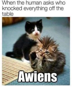 Stupid Bar Memes a6Z3pLAssb