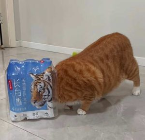 Stupid Bar Memes catsswater