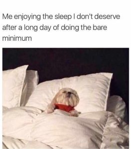 Stupid Bar Memes dogsnothingsbare