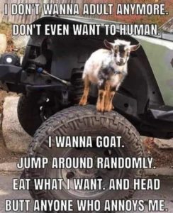 Stupid Bar Memes nsgoatseatsjump
