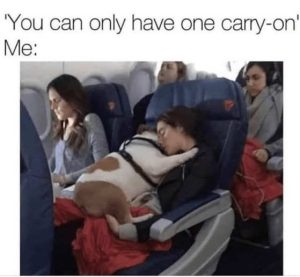 Stupid Bar Memes odogsairplaness