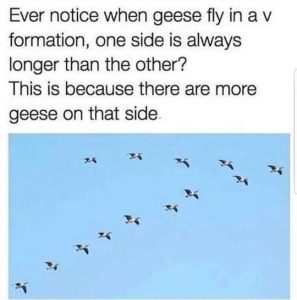 Stupid Bar Memes 114fa0c64e2