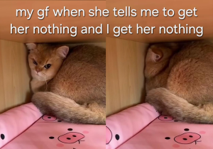 Stupid Bar Memes 147u55cvpi3g1