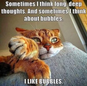 Stupid Bar Memes 51781s30518
