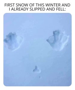 Stupid Bar Memes 585s756712