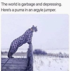 Stupid Bar Memes 8783167453858219173sn