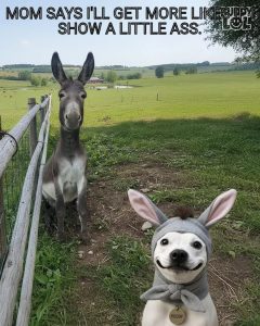 Stupid Bar Memes a4PmL5dss