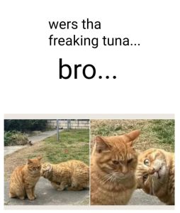 Stupid Bar Memes aE0jwXGssb