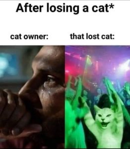 Stupid Bar Memes aGy6qRXss