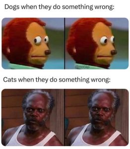 Stupid Bar Memes abALzArssb