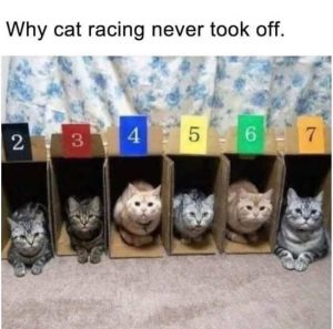 Stupid Bar Memes bhyscatsracingsnev