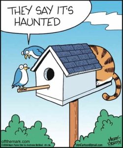 Stupid Bar Memes birdntedscat