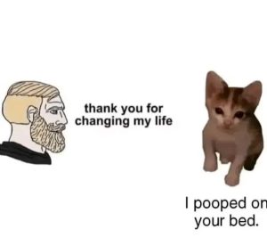 Stupid Bar Memes c2af142a33f582