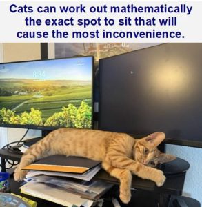 Stupid Bar Memes cathematicallyswor