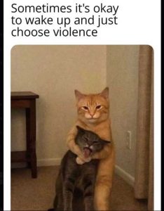 Stupid Bar Memes catsakesupschoosesvi