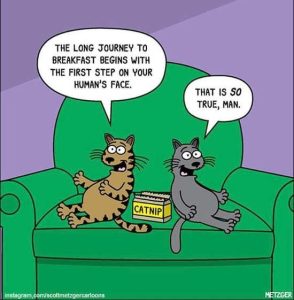 Stupid Bar Memes catsbreakfastsst