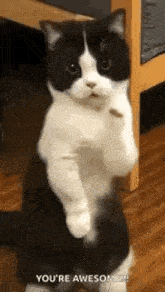 Stupid Bar Memes catsdancesdancingscat