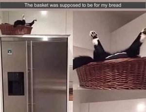 Stupid Bar Memes catsreketstopsbrea