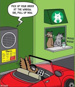 Stupid Bar Memes catssstarbucksscoffee