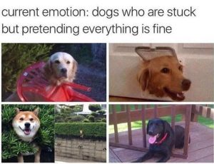Stupid Bar Memes currenogssstucksprete