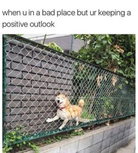 Stupid Bar Memes laceskeepingsp