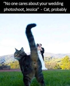 Stupid Bar Memes quressweddingsphoto
