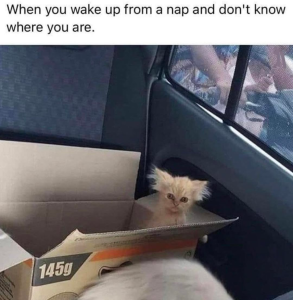 Stupid Bar Memes 5936759357336sn