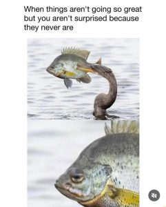 Stupid Bar Memes 64c431f85a1