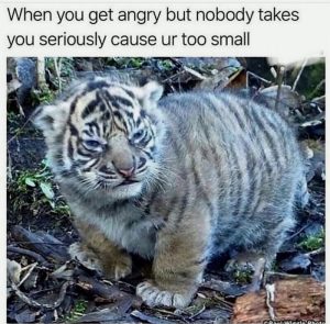 Stupid Bar Memes a2vAyKdssb