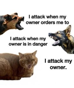 Stupid Bar Memes aByMnnDssb