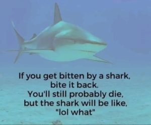 Stupid Bar Memes aBybvN1ss