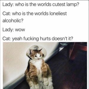 Stupid Bar Memes aLnOVRAss