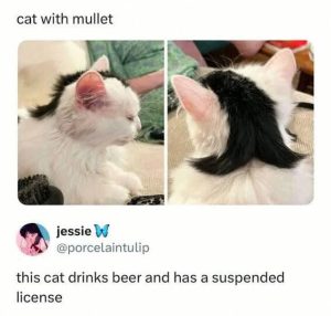 Stupid Bar Memes aoy6pzwssb