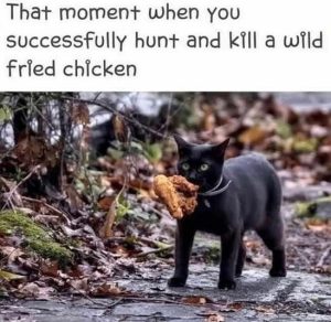 Stupid Bar Memes catshuntsedschicken