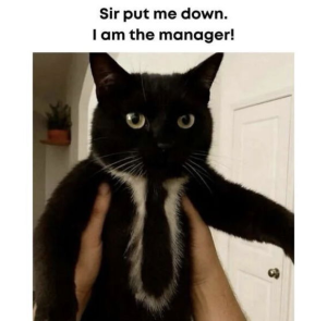 Stupid Bar Memes cd8ad7236c