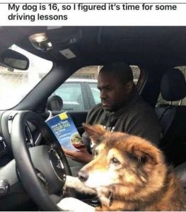 Stupid Bar Memes dogstureslearnsdriving