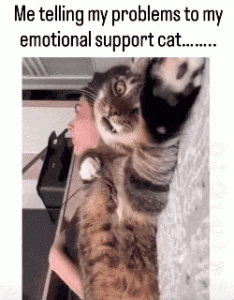 Stupid Bar Memes fa8f3886a