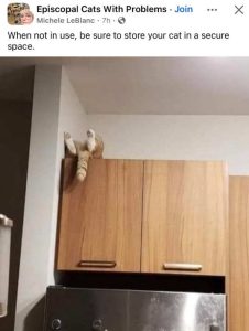 Stupid Bar Memes fbscatshensnotsinsuse