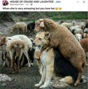 Stupid Bar Memes fbsdogsshesissannoying
