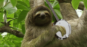 Stupid Bar Memes playssomesjunglesboogiessloth