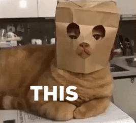 Stupid Bar Memes seriousscatsreaction