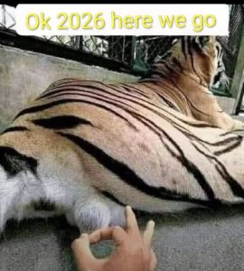 Stupid Bar Memes aAy7690ssb