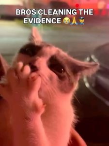 Stupid Bar Memes aGyv9B5ssb